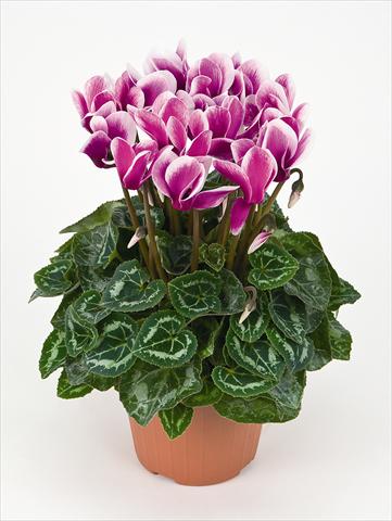 Photo de variété de fleurs à utiliser comme: Pot Cyclamen persicum Tianis® Fantasia Violet