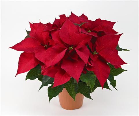 Photo de variété de fleurs à utiliser comme: Pot Poinsettia - Euphorbia pulcherrima Prestige Early Red