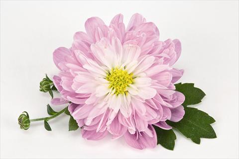 Photo de variété de fleurs à utiliser comme: Pot et Plante à massif Chrysanthemum Golette® Tulsa