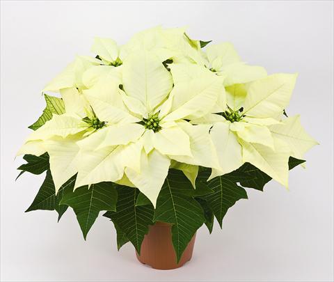 Photo de variété de fleurs à utiliser comme: Pot Poinsettia - Euphorbia pulcherrima Cristallo