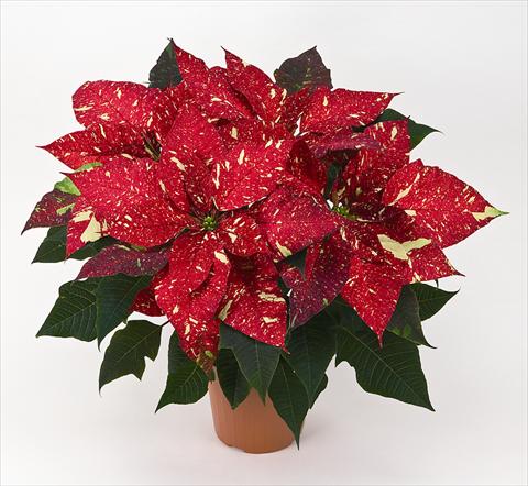 Photo de variété de fleurs à utiliser comme: Pot Poinsettia - Euphorbia pulcherrima Primero Glitter