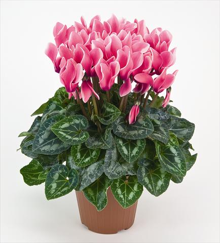 Photo de variété de fleurs à utiliser comme: Pot et Plante à massif Cyclamen persicum Tianis® Fantasia Fuchsia