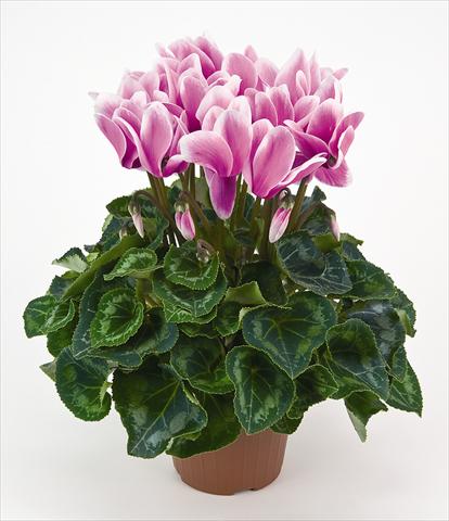 Photo de variété de fleurs à utiliser comme: Pot et Plante à massif Cyclamen persicum Latinia® Fantasia Cattleya