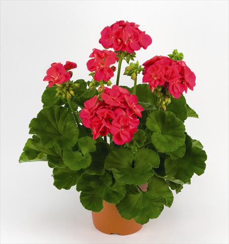 Photo de variété de fleurs à utiliser comme: Pot et Plante à massif Pelargonium zonale Costa Brava Cherry Red