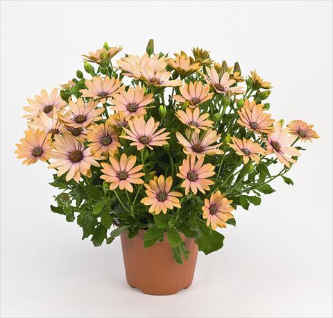 Photo de variété de fleurs à utiliser comme: Pot et Plante à massif Osteospermum Side Show Copper Apricot