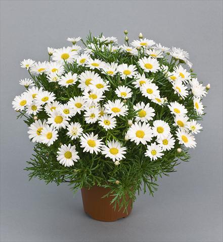 Photo de variété de fleurs à utiliser comme: Pot et Plante à massif Argyranthemum Daisy Crazy™ Maria