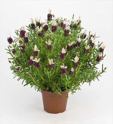 Photo de variété de fleurs à utiliser comme: Pot et Plante à massif Lavandula stoechas Bella Rouge