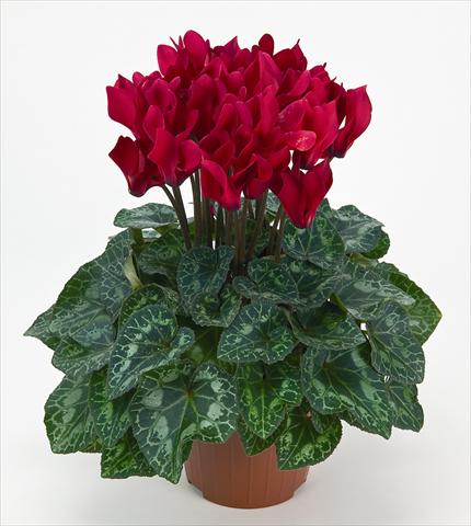Photo de variété de fleurs à utiliser comme: Pot Cyclamen persicum mini Metis® Écarlate Compact