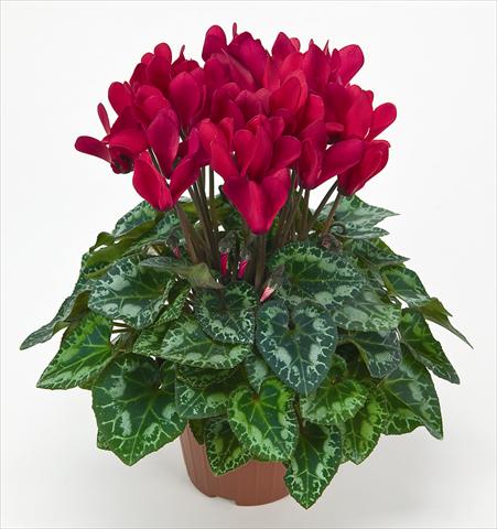 Photo de variété de fleurs à utiliser comme: Pot Cyclamen persicum mini Metis® Rouge Vif Compact
