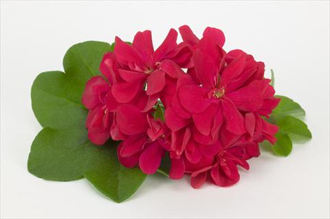 Photo de variété de fleurs à utiliser comme: Suspension / pot Pelargonium peltatum Costa Daurada Bright Red