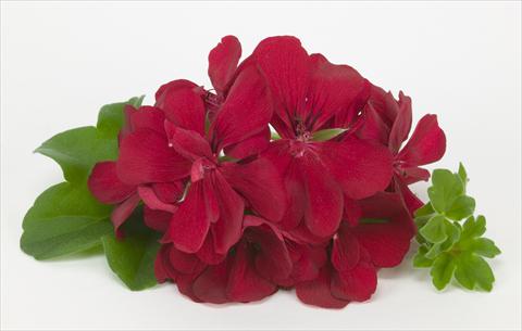 Photo de variété de fleurs à utiliser comme: Suspension / pot Pelargonium peltatum Costa Daurada Dark Red