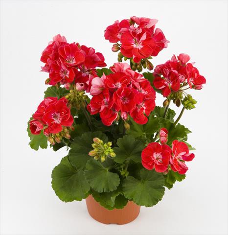 Photo de variété de fleurs à utiliser comme: Pot et Plante à massif Pelargonium zonale Dark Costa Brava Red With Eye