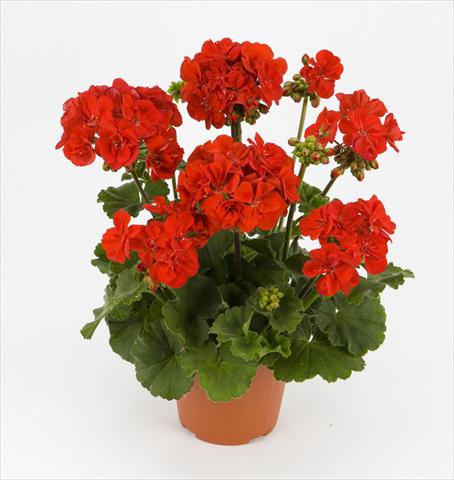 Photo de variété de fleurs à utiliser comme: Pot et Plante à massif Pelargonium zonale Dark Costa Brava Red