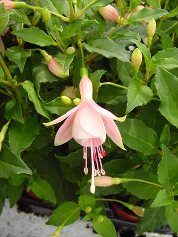 Photo de variété de fleurs à utiliser comme: Pot et Plante à massif Fuchsia Diva™ Bridal Pink