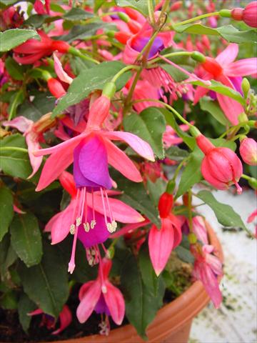 Photo de variété de fleurs à utiliser comme: Pot et Plante à massif Fuchsia Diva™ Rose/Purple