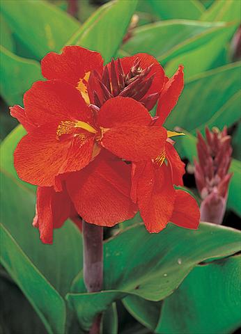 Photo de variété de fleurs à utiliser comme: Pot et Plante à massif Canna hybrida Tropical Red