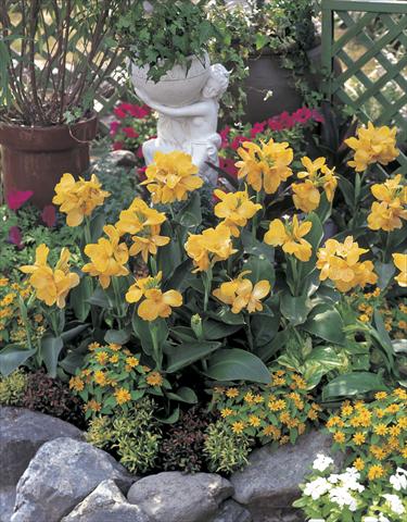 Photo de variété de fleurs à utiliser comme: Plante à massif, pot ou Suspension Canna hybrida Tropical Yellow