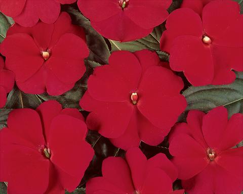 Photo de variété de fleurs à utiliser comme: Pot et Plante à massif Impatiens hawkerii Divine Cherry Red