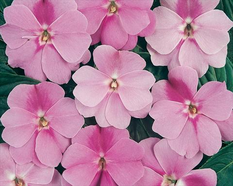 Photo de variété de fleurs à utiliser comme: Pot et Plante à massif Impatiens hawkerii Divine Lavender