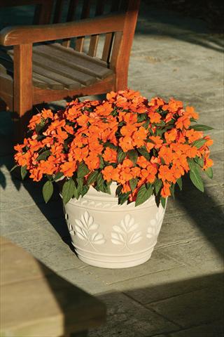 Photo de variété de fleurs à utiliser comme: Pot et Plante à massif Impatiens hawkerii Divine Orange