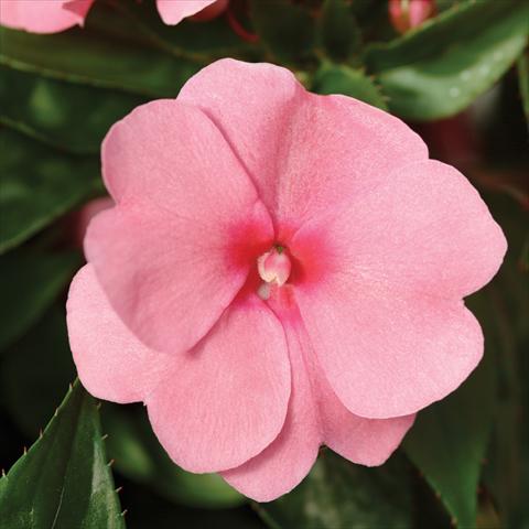 Photo de variété de fleurs à utiliser comme: Pot et Plante à massif Impatiens hawkerii Divine Pink