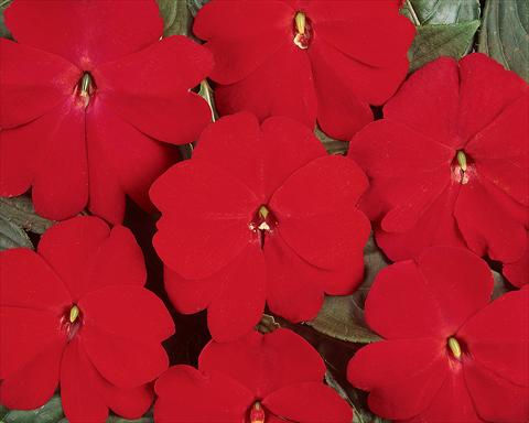 Photo de variété de fleurs à utiliser comme: Pot et Plante à massif Impatiens hawkerii Divine Scarlet Red