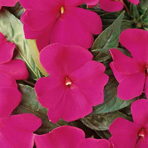 Photo de variété de fleurs à utiliser comme: Pot et Plante à massif Impatiens hawkerii Divine Violet