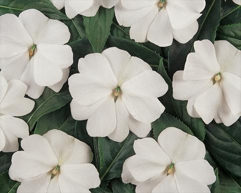 Photo de variété de fleurs à utiliser comme: Pot et Plante à massif Impatiens hawkerii Divine White