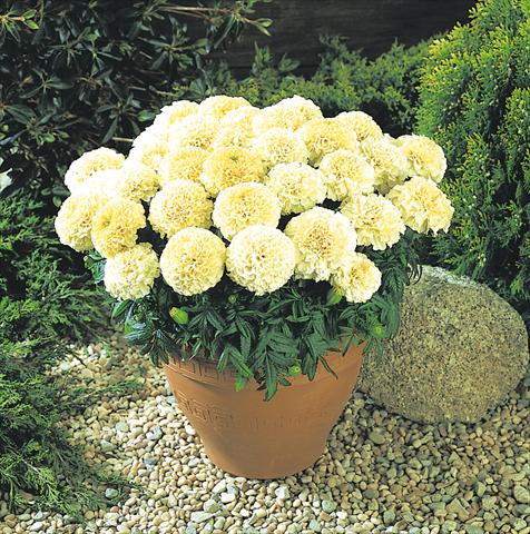 Photo de variété de fleurs à utiliser comme: Plante à massif/ plante de bordure Tagetes erecta Marigold Vanilla
