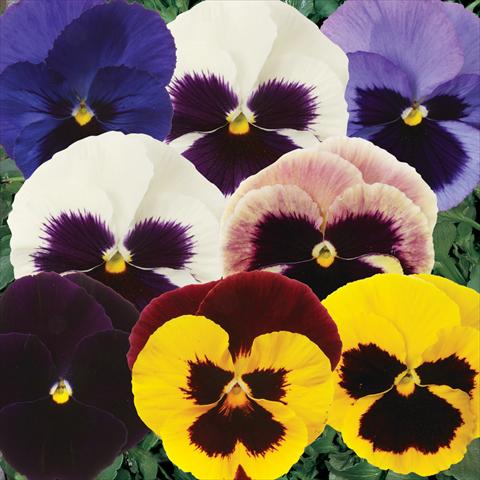 Photo de variété de fleurs à utiliser comme: Pot et Plante à massif Viola wittrockiana Matrix Blotch Mixture