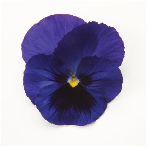 Photo de variété de fleurs à utiliser comme: Pot et Plante à massif Viola wittrockiana Matrix Blue Blotch