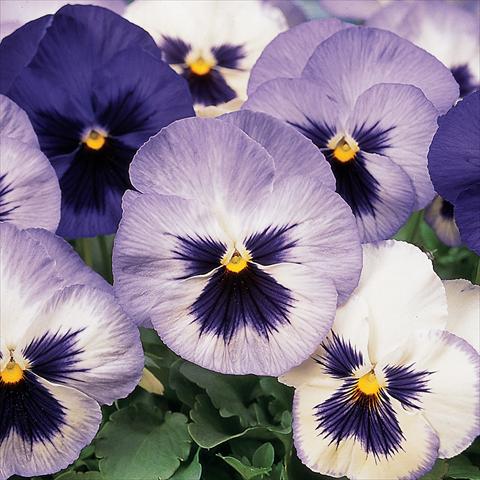 Photo de variété de fleurs à utiliser comme: Pot et Plante à massif Viola wittrockiana Matrix Blue Frost