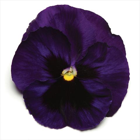 Photo de variété de fleurs à utiliser comme: Pot et Plante à massif Viola wittrockiana Matrix Deep Blue Blotch