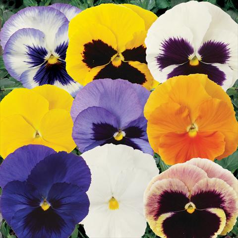 Photo de variété de fleurs à utiliser comme: Pot et Plante à massif Viola wittrockiana Matrix Mixture