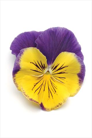 Photo de variété de fleurs à utiliser comme: Pot et Plante à massif Viola wittrockiana Matrix Morpheus