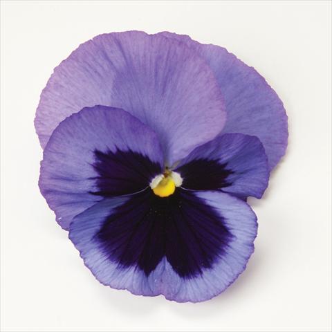 Photo de variété de fleurs à utiliser comme: Pot et Plante à massif Viola wittrockiana Matrix Ocean