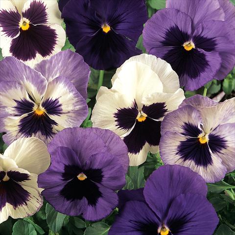 Photo de variété de fleurs à utiliser comme: Pot et Plante à massif Viola wittrockiana Matrix Ocean Breeze Mix