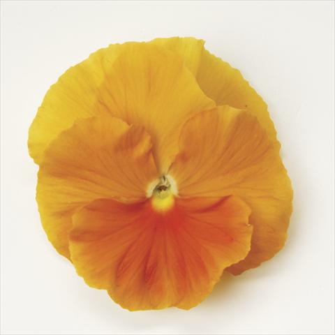 Photo de variété de fleurs à utiliser comme: Pot et Plante à massif Viola wittrockiana Matrix Orange