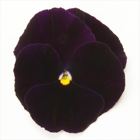 Photo de variété de fleurs à utiliser comme: Pot et Plante à massif Viola wittrockiana Matrix Purple