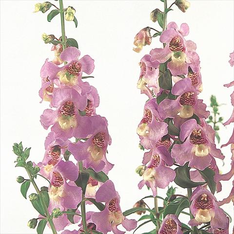 Photo de variété de fleurs à utiliser comme: Plante à massif/ plante de bordure Angelonia angustifolia Serena™ Lavender