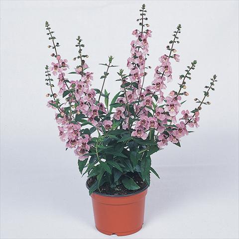 Photo de variété de fleurs à utiliser comme: Plante à massif/ plante de bordure Angelonia angustifolia Serena™ Lavender Pink