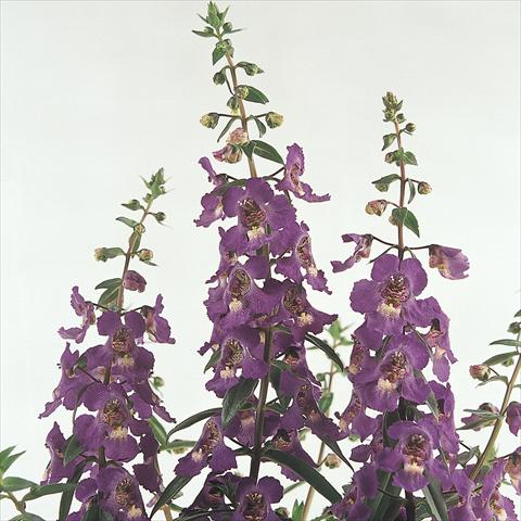 Photo de variété de fleurs à utiliser comme: Pot et Plante à massif Angelonia angustifolia Serena™ Purple