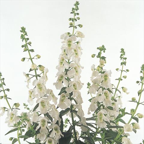Photo de variété de fleurs à utiliser comme: Pot et Plante à massif Angelonia angustifolia Serena™ White