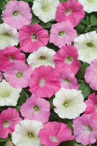 Photo de variété de fleurs à utiliser comme: Pot et Plante à massif Petunia X hybrida Shock Wave Buzz Mix
