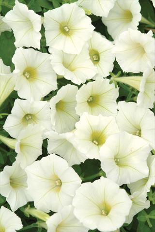 Photo de variété de fleurs à utiliser comme: Pot et Plante à massif Petunia X hybrida Shock Wave Ivory