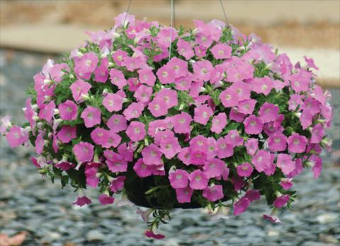 Photo de variété de fleurs à utiliser comme: Pot et Plante à massif Petunia X hybrida Shock Wave Pink Shades