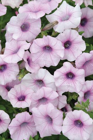 Photo de variété de fleurs à utiliser comme: Pot et Plante à massif Petunia X hybrida Shock Wave Pink Vein
