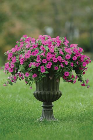 Photo de variété de fleurs à utiliser comme: Pot et Plante à massif Petunia X hybrida Shock Wave Purple