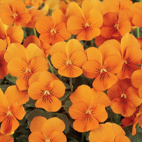 Photo de variété de fleurs à utiliser comme: Pot et Plante à massif Viola cornuta Sorbet™ Deep Orange