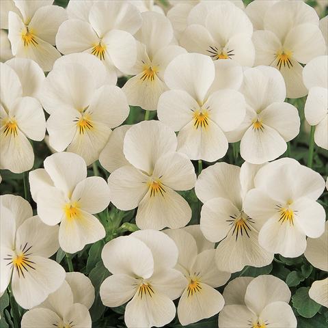 Photo de variété de fleurs à utiliser comme: Pot et Plante à massif Viola cornuta Sorbet™ French Vanilla Improved
